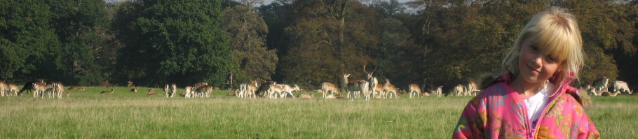 Een kudde van 700 damherten